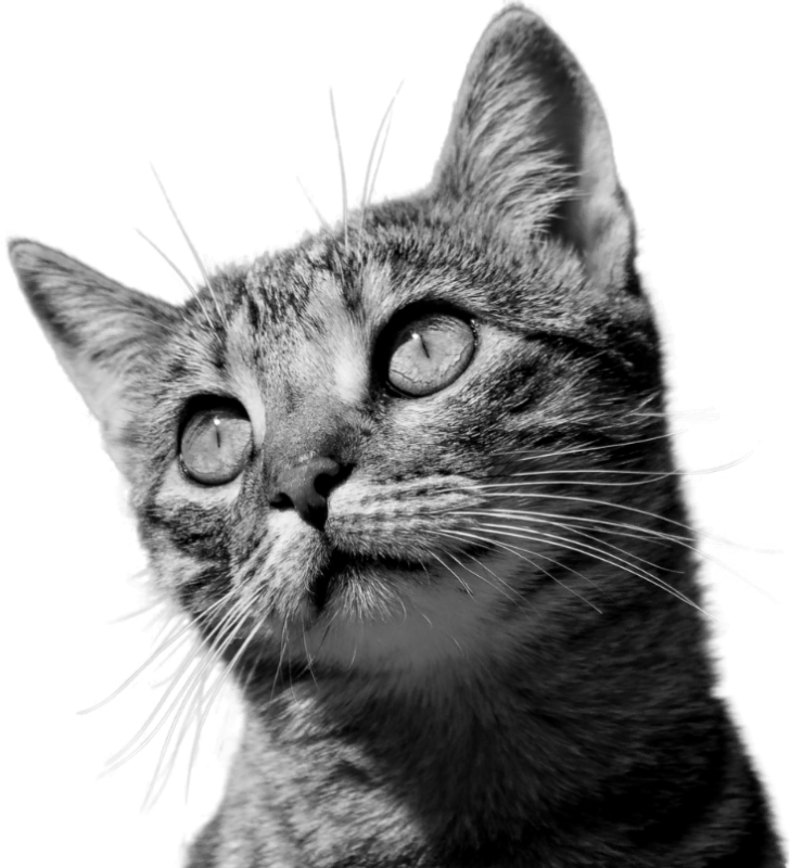 img cat optimized